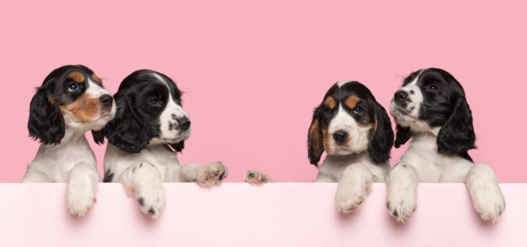 10 Cuidados Essenciais com Filhotes de Cachorro