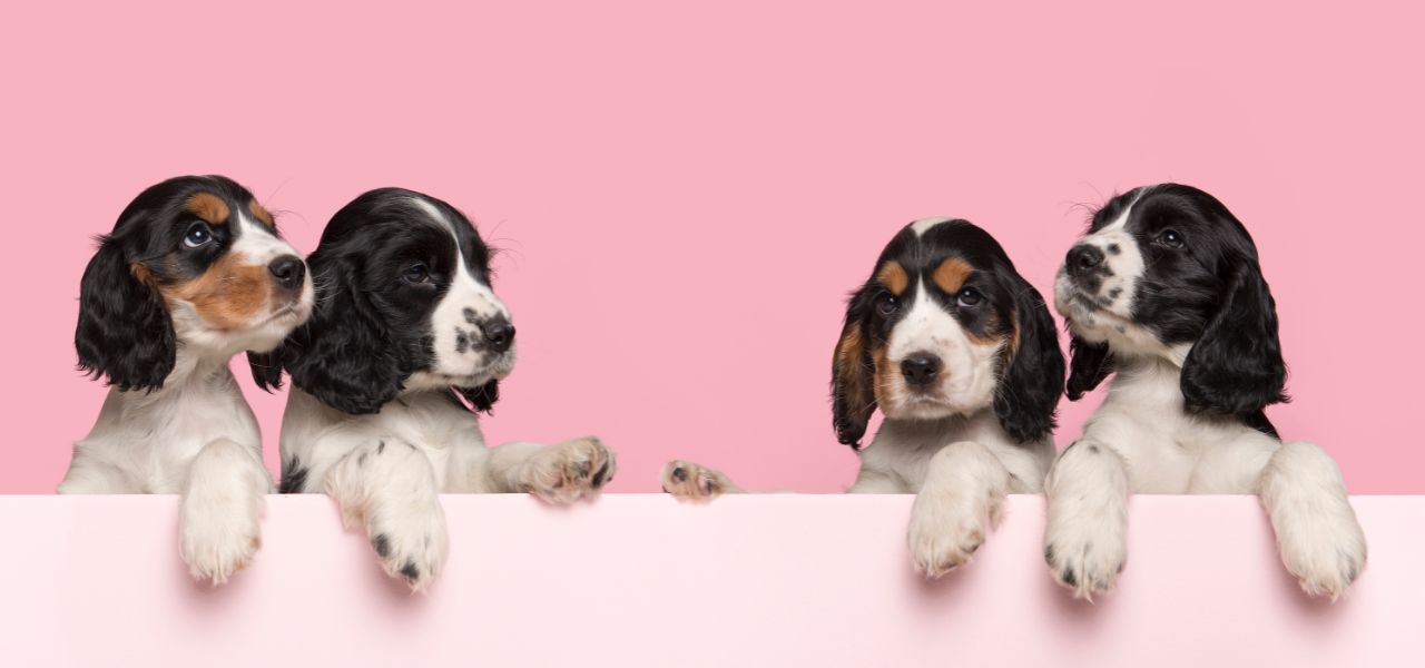 10 Cuidados Essenciais com Filhotes de Cachorro
