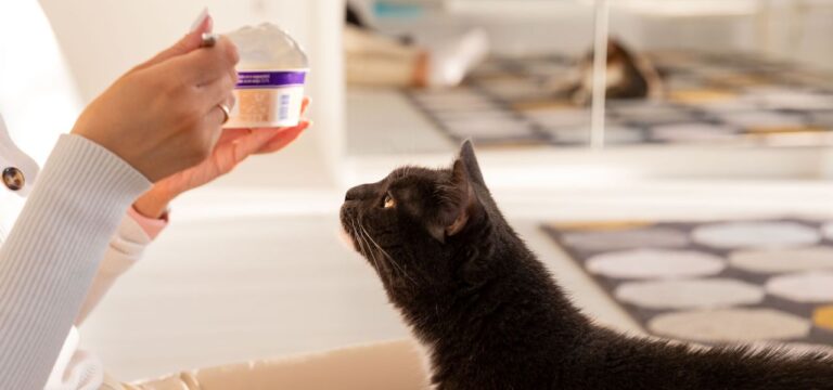 Alimentos Proibidos para Gatos