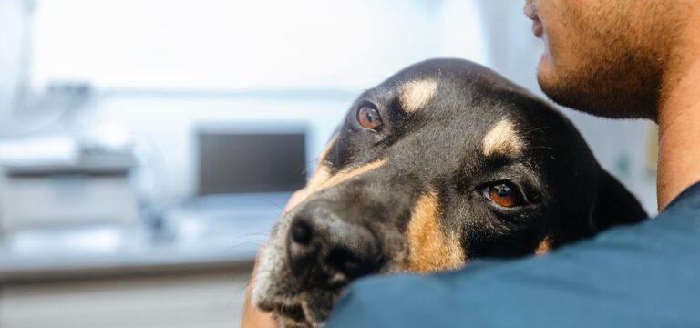 Alimentos proibidos para cães: o que evitar