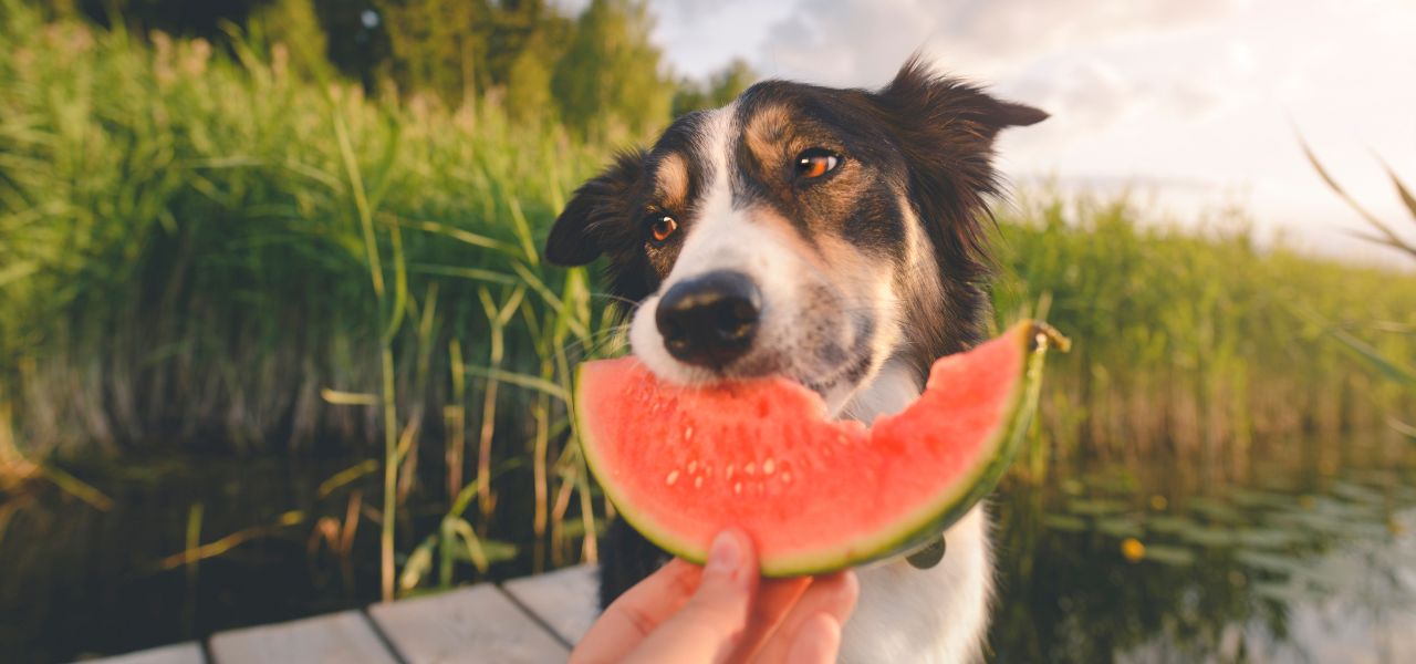 Cachorro Pode Comer Frutas? Veja as Seguras e as Perigosas