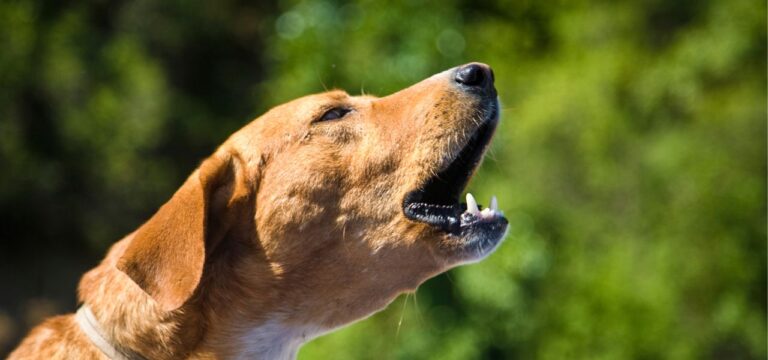 Cachorro Latindo Demais: O Que Pode Estar Acontecendo e Como Resolver