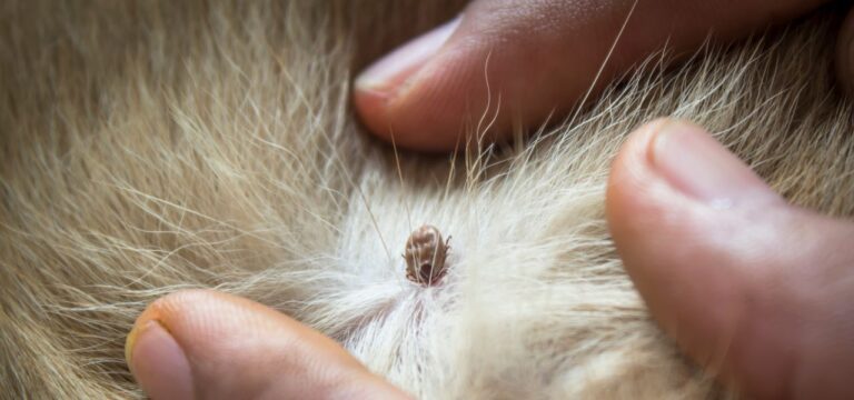 Doenças transmitidas por carrapatos: prevenção e tratamento