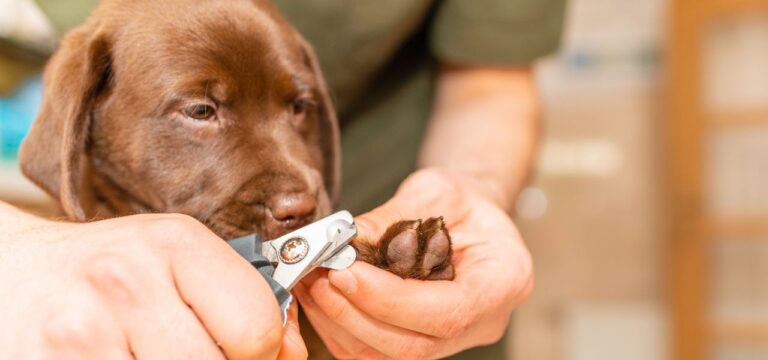 Aprenda como cortar as unhas do seu cachorro sem machucá-lo com dicas práticas, seguras e recomendadas por especialistas em bem-estar pet.