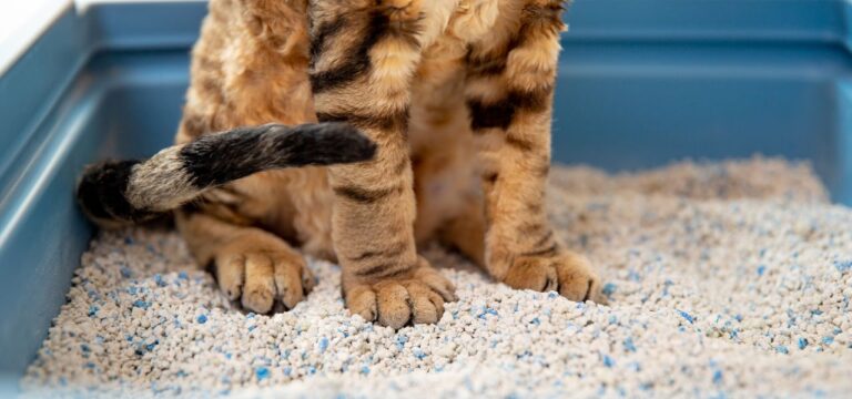 Como Ensinar o Gato a Usar a Caixa de Areia