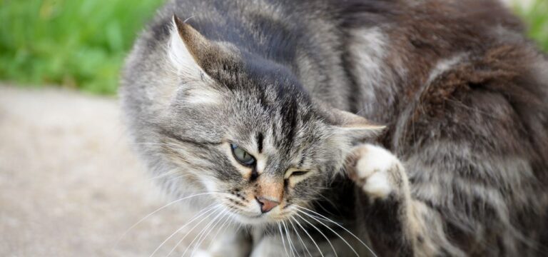 Como Prevenir Pulgas e Carrapatos no Seu Animal de Estimação