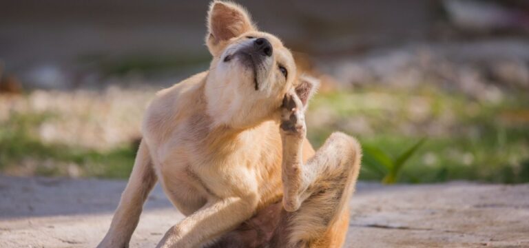 Como identificar e tratar alergias em animais de estimação