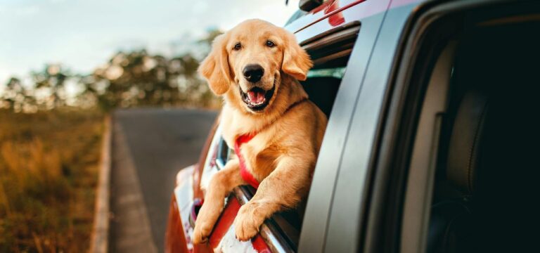Cuidados com Pets em Viagens de Carro: Guia Prático