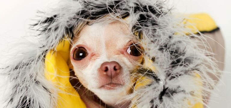 Dicas para Manter Seu Pet Saudável Durante o Inverno