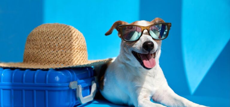 Dicas para Reduzir o Estresse do Seu Pet em Viagens