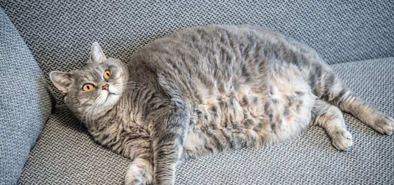 Gato Castrado Engorda? Verdades e Mitos