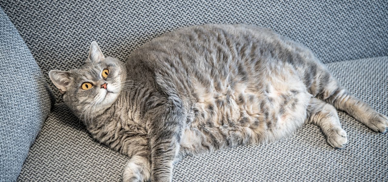 Gato Castrado Engorda? Verdades e Mitos