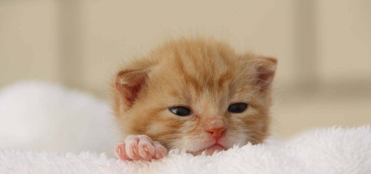 Como Cuidar de um Gato Filhote: Guia Completo