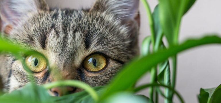 Gatos e Plantas: Quais São Tóxicas e Como Evitar