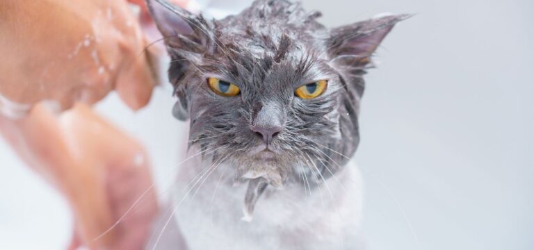 Gatos Podem Tomar Banho? Veja Quando, Como e Com Que Cuidados