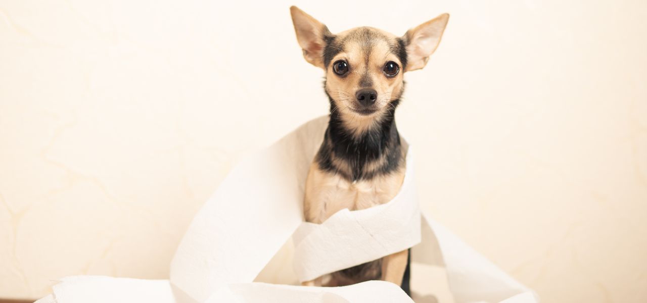 Meu Pet Está com Diarreia: O Que Fazer?