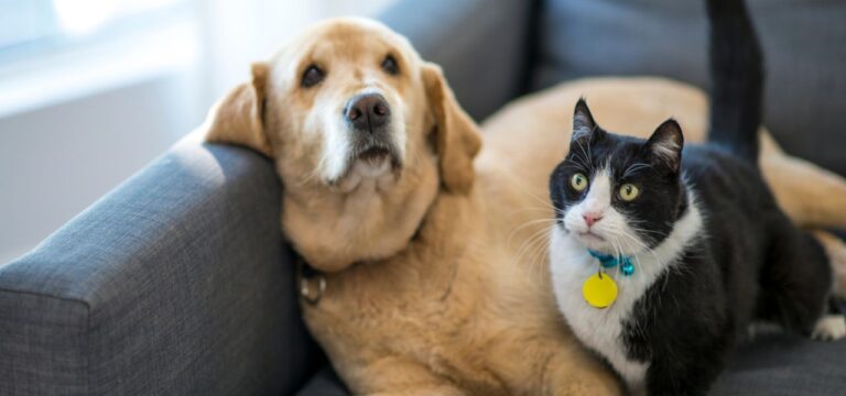 Adotar um Segundo Pet: O Que Levar em Conta?