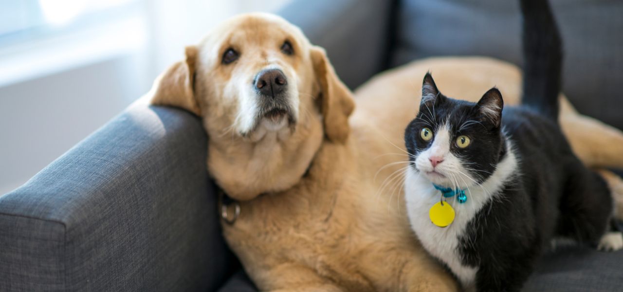 Adotar um Segundo Pet: O Que Levar em Conta?