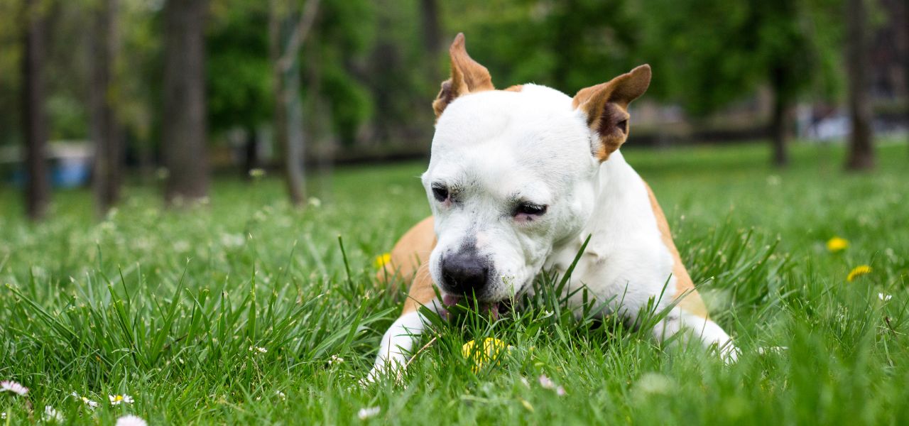 Por Que Cachorros Comem Grama? Entenda esse Comportamento