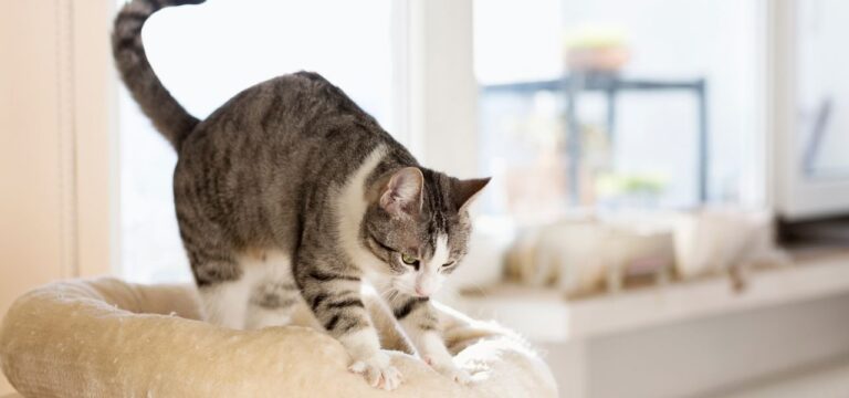 Por Que Gatos Amasam com as Patas? Descubra Agora