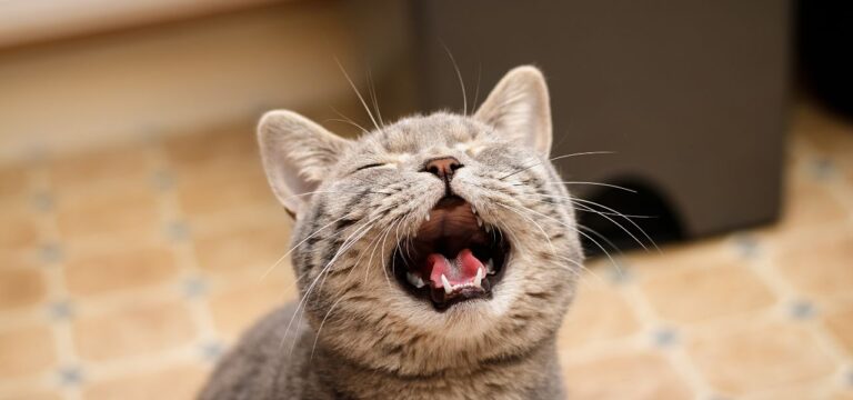 Por que Meu Gato Mia Tanto? Entenda os Motivos