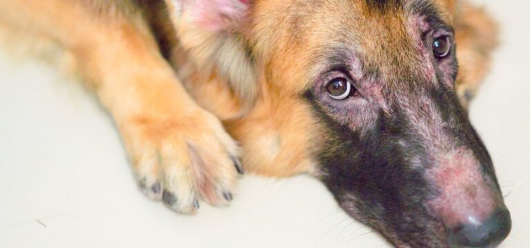Problemas de Pele em Pets: Causas, Tipos e Soluções Comprovadas