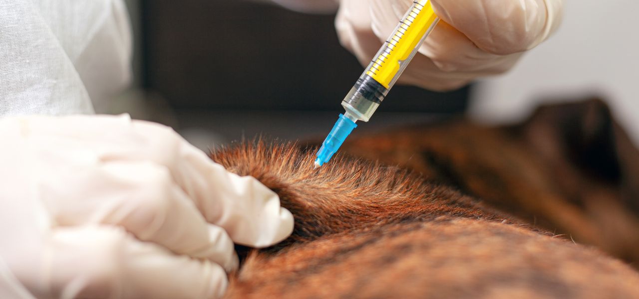 Vacinas Essenciais para Cães