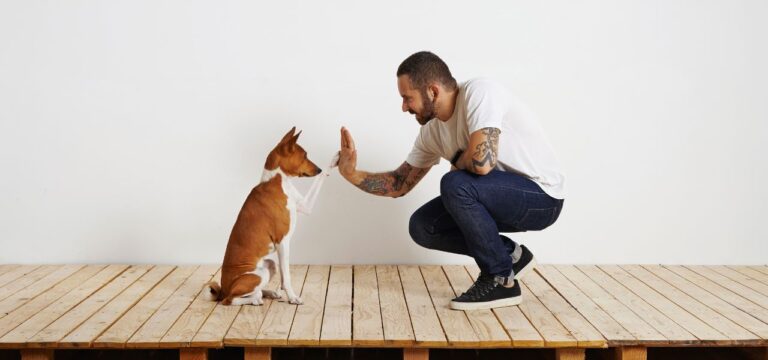 Como Adestrar um Cachorro em Casa: Passo a Passo Fácil