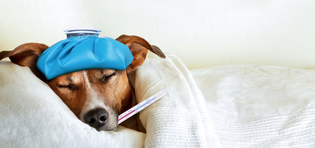 Sinais de doenças comuns em cães e gatos
