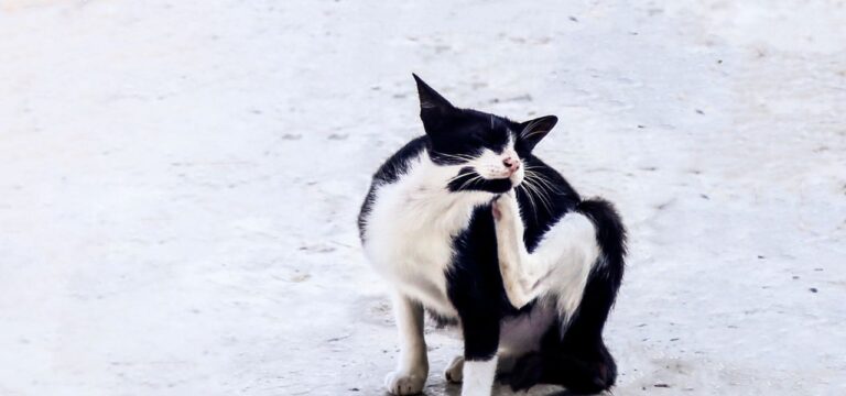 Gato com Pulgas: Como Eliminar com Segurança