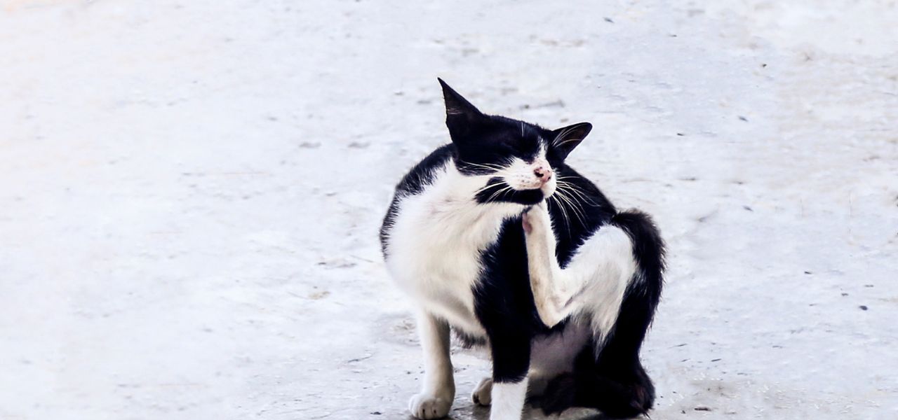 Gato com Pulgas: Como Eliminar com Segurança