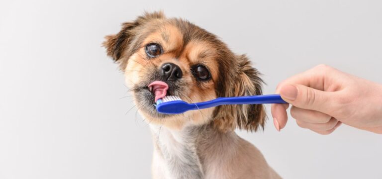 Cuidados com a Higiene Bucal dos Cães: Passo a Passo