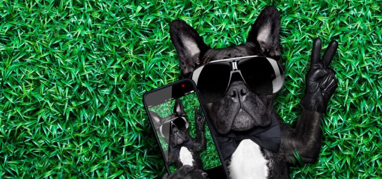Pets Famosos nas Redes Sociais: Conheça os Mais Populares