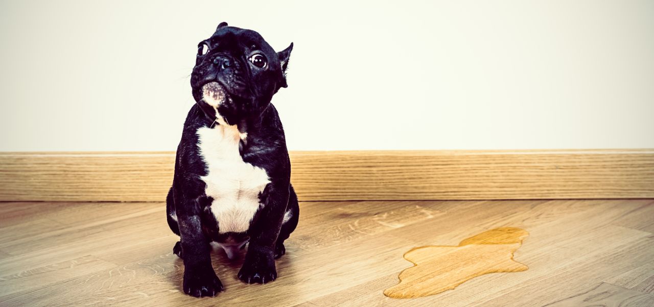 Como Ensinar Seu Cão a Fazer as Necessidades no Lugar Certo